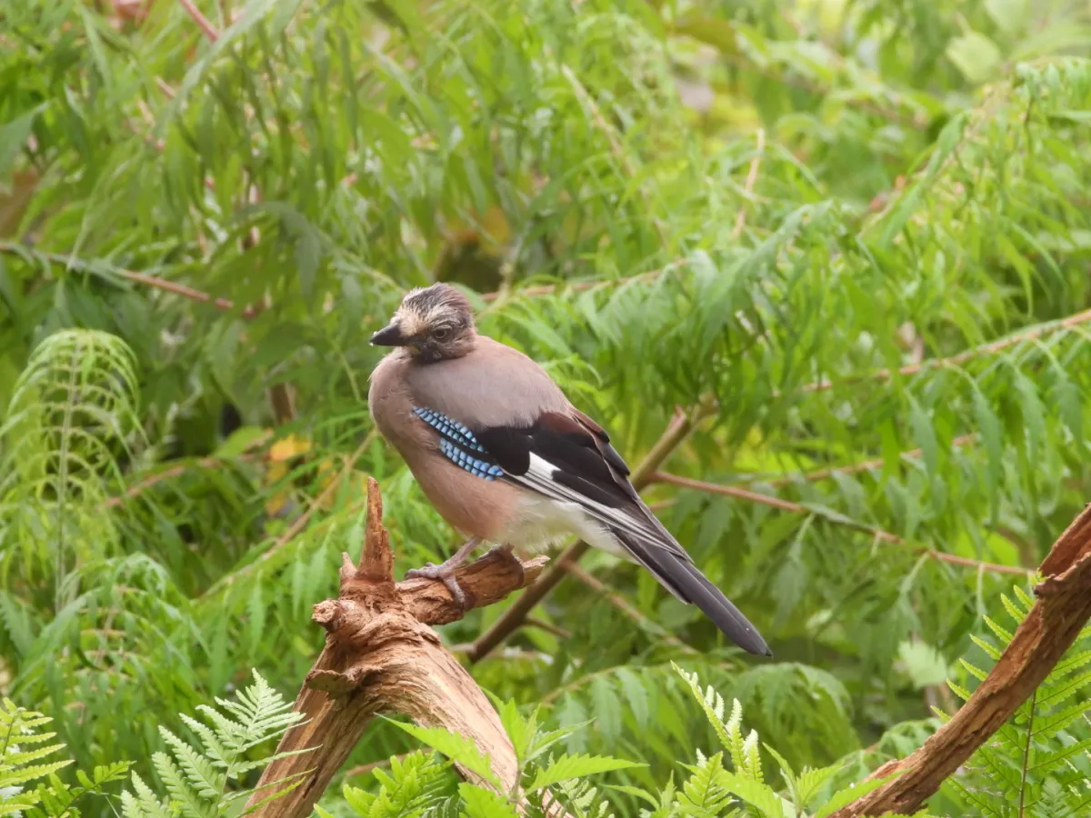 Spotted Eurasian Jay