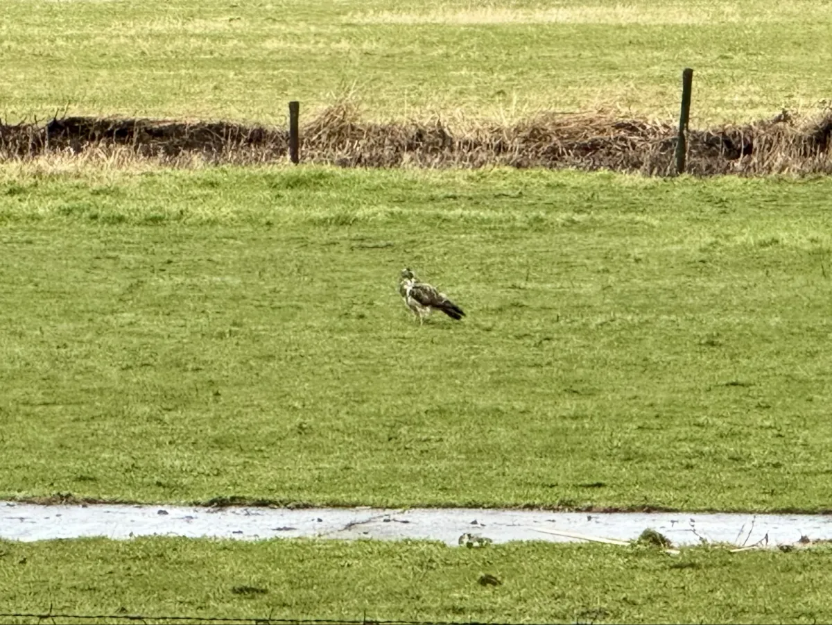 Gespotte Buizerd