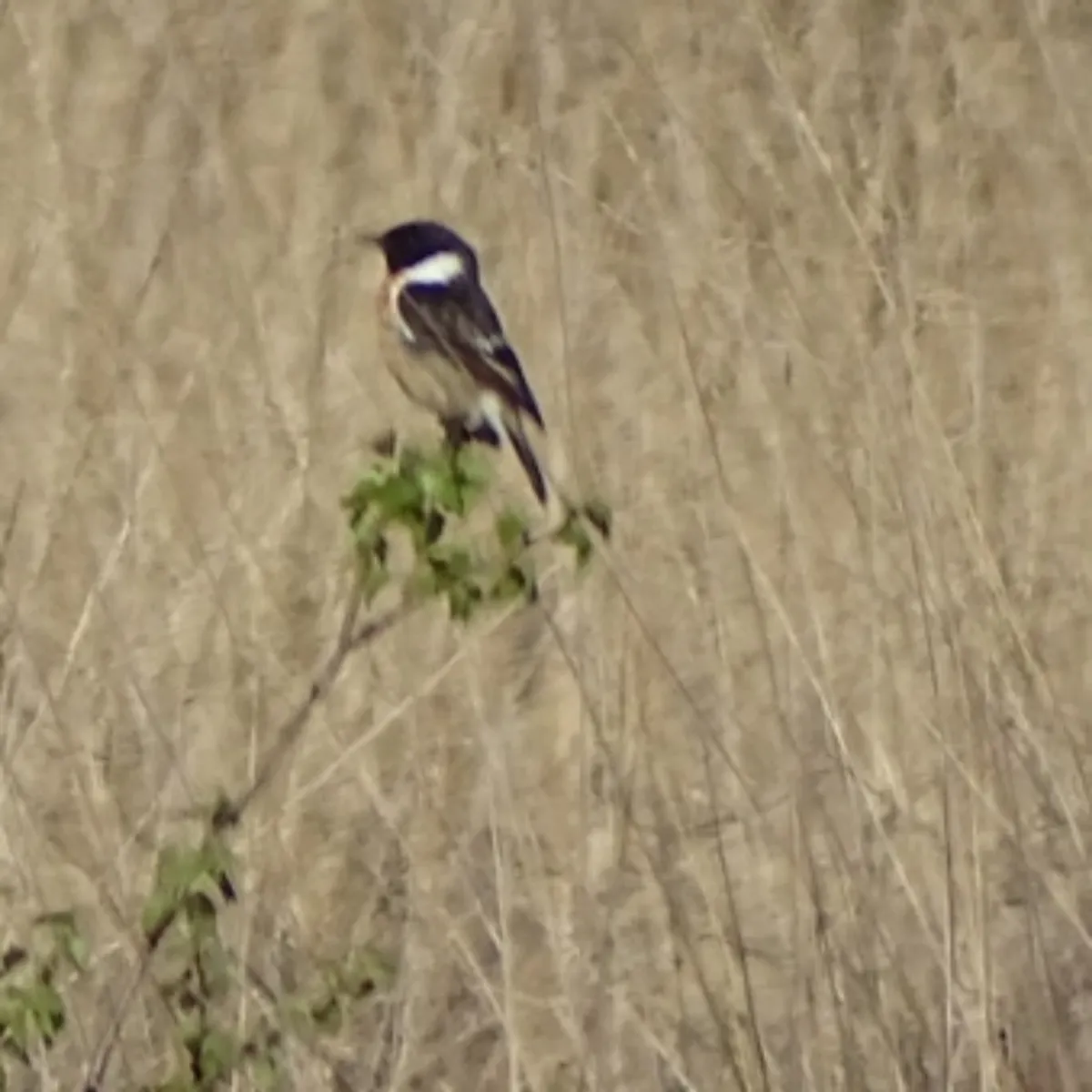 Spotted European Stonechat