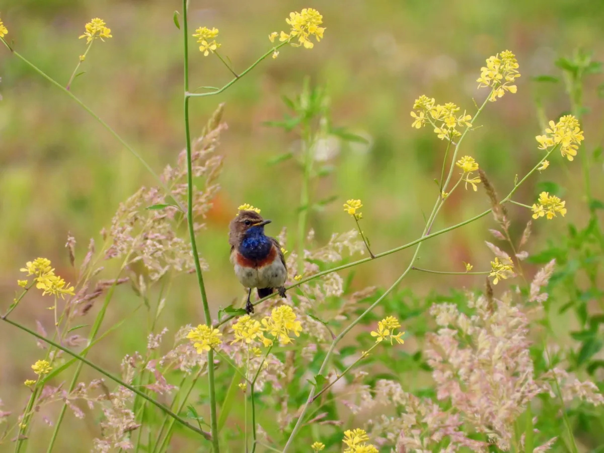 Waargenomen Blauwborst