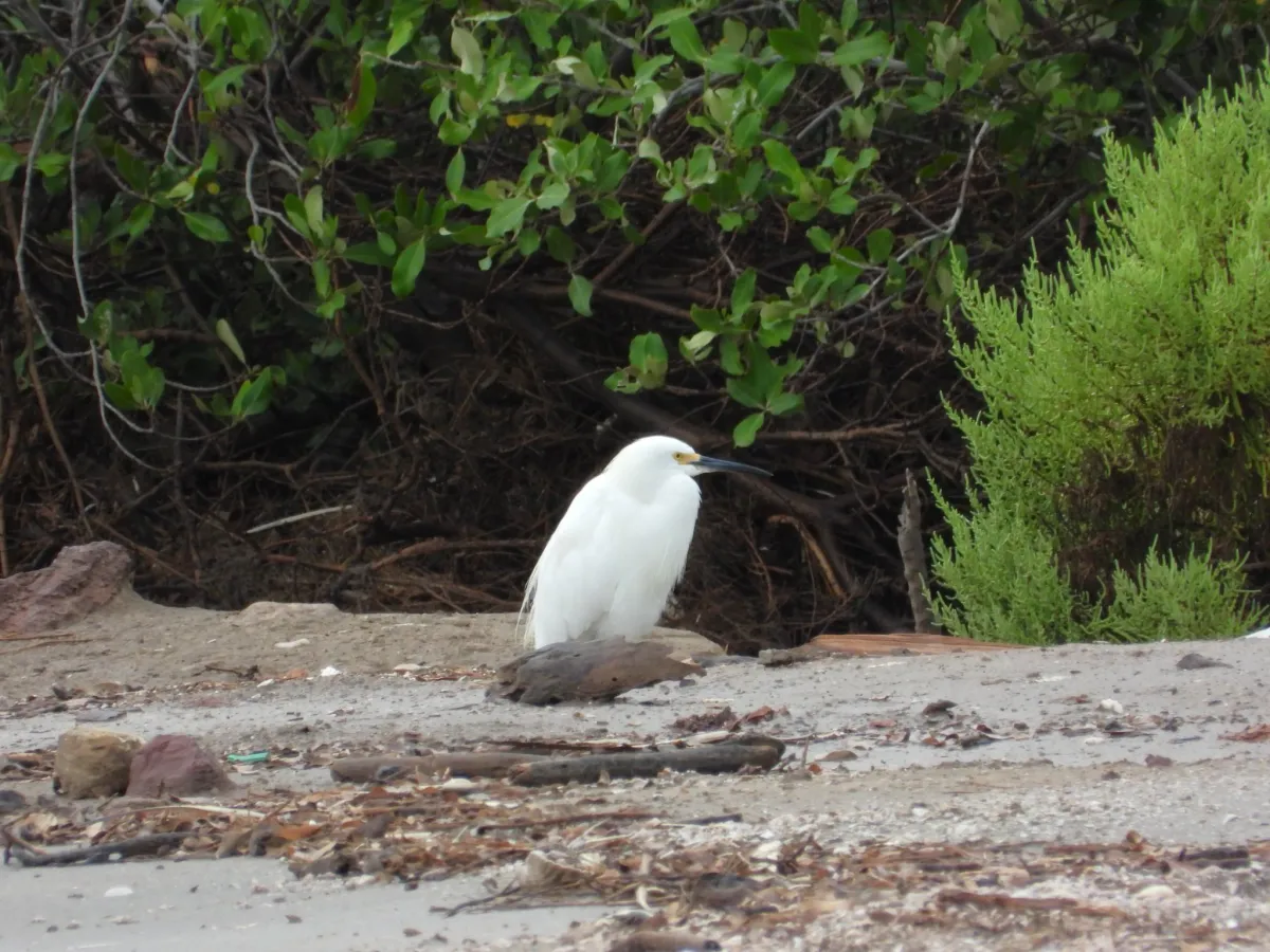 Waargenomen Amerikaanse kleine zilverreiger