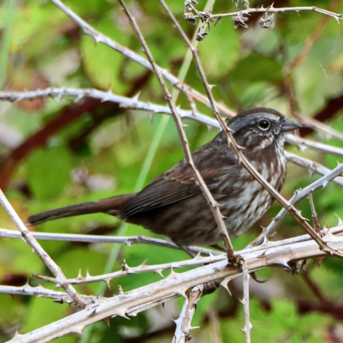 Spotted Song Sparrow