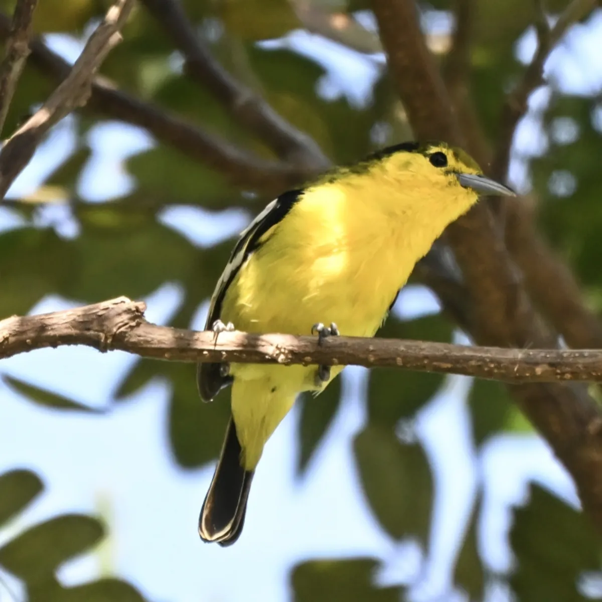 Spotted Common Iora