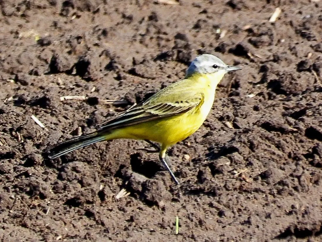 Gespotte Gele kwikstaart