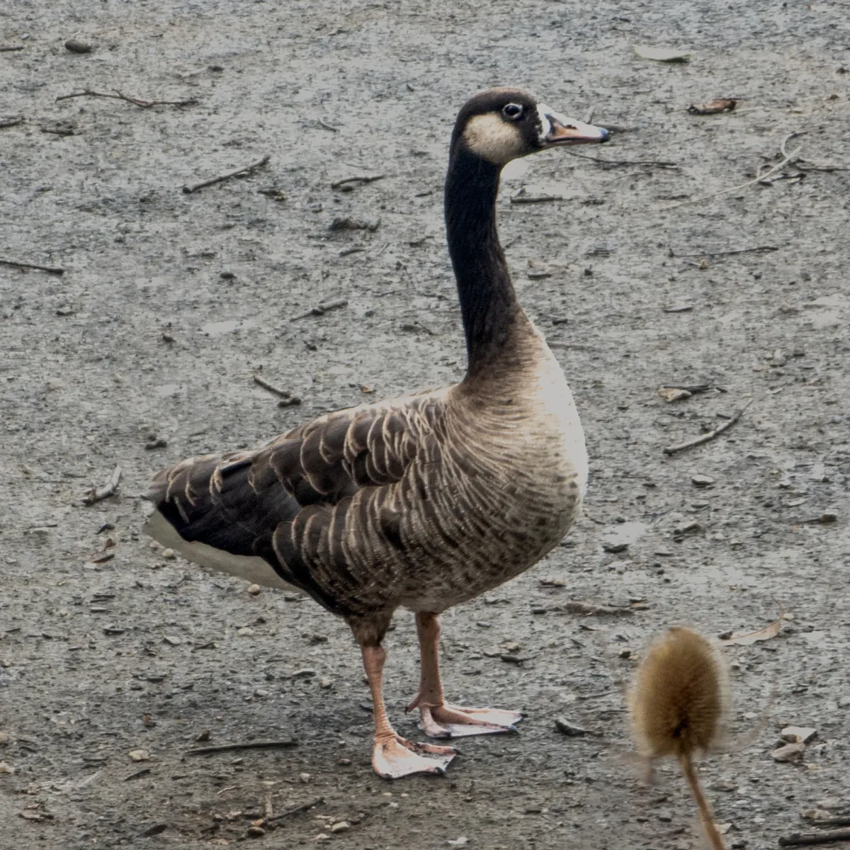 Spotted Canada Goose