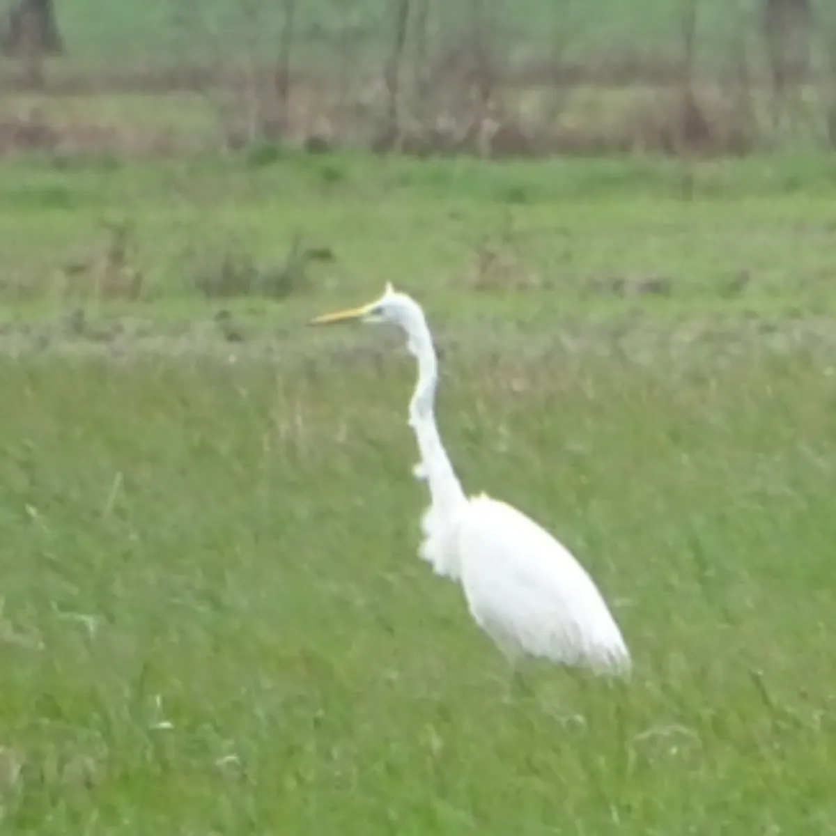 Gespotte Grote zilverreiger