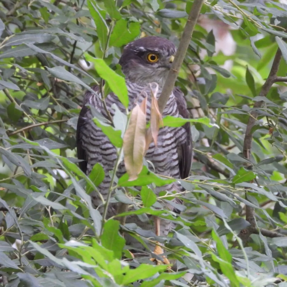 Spotted Eurasian Sparrowhawk