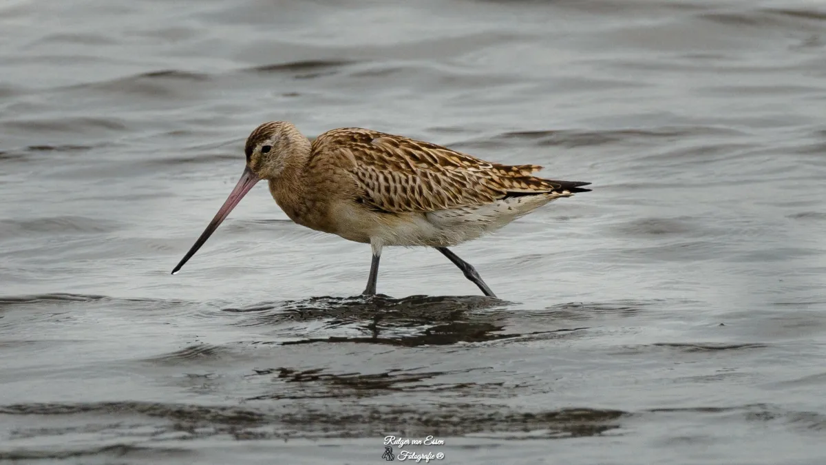 Spotted Bar-tailed Godwit