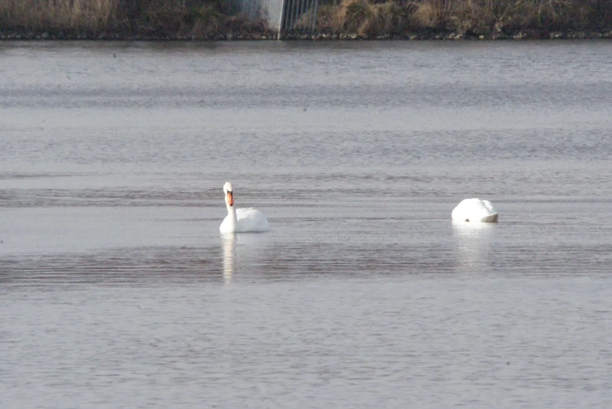 Gespotte Knobbelzwaan