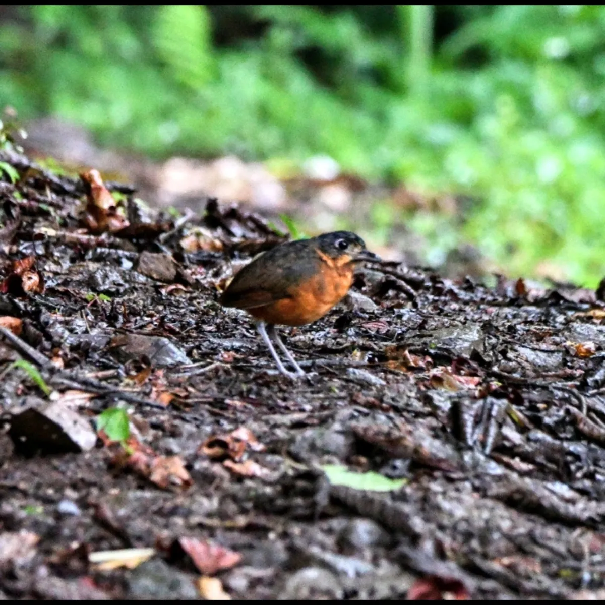 Gespotte Schubkapmierpitta