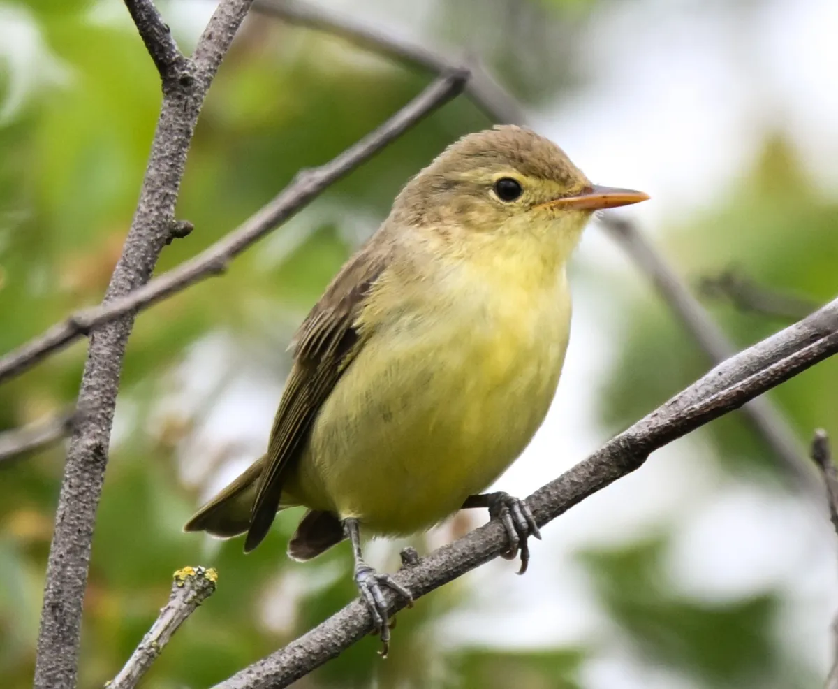 Waargenomen Spotvogel