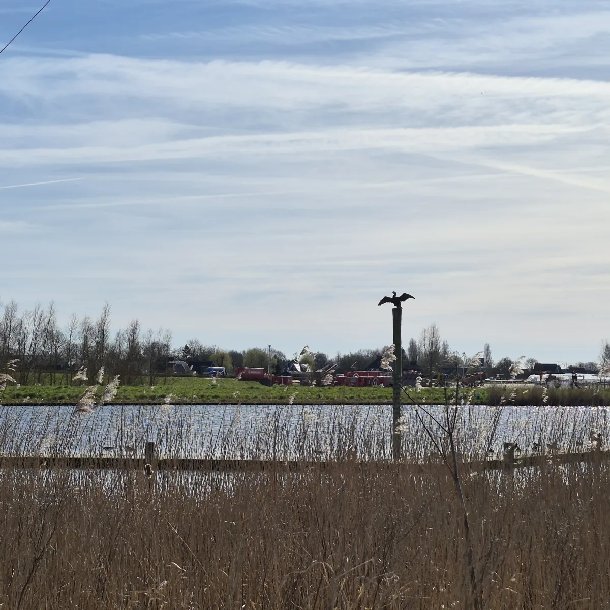 Gespotte Aalscholver