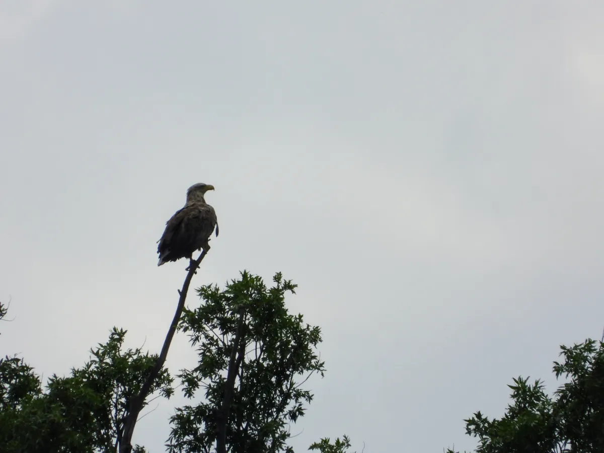 Spotted White-tailed Eagle
