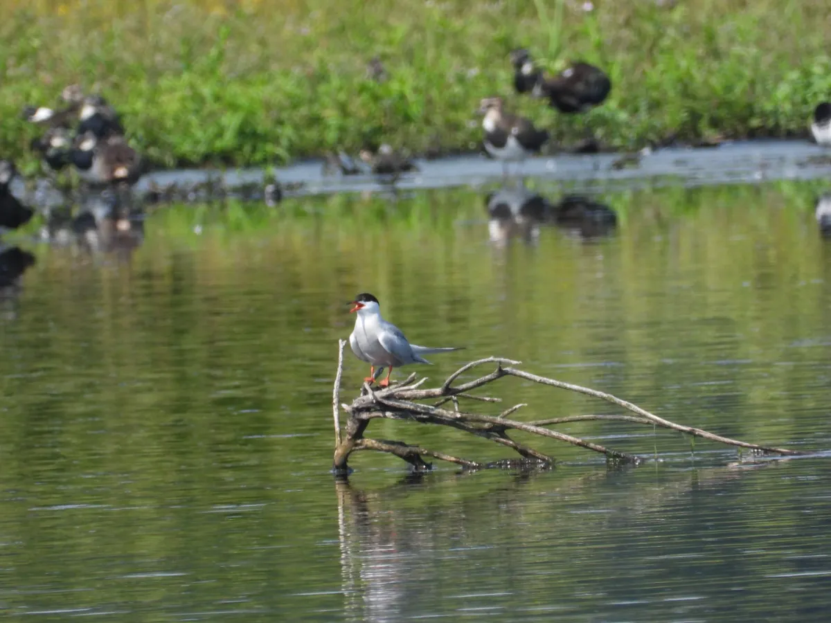 Spotted Common Tern