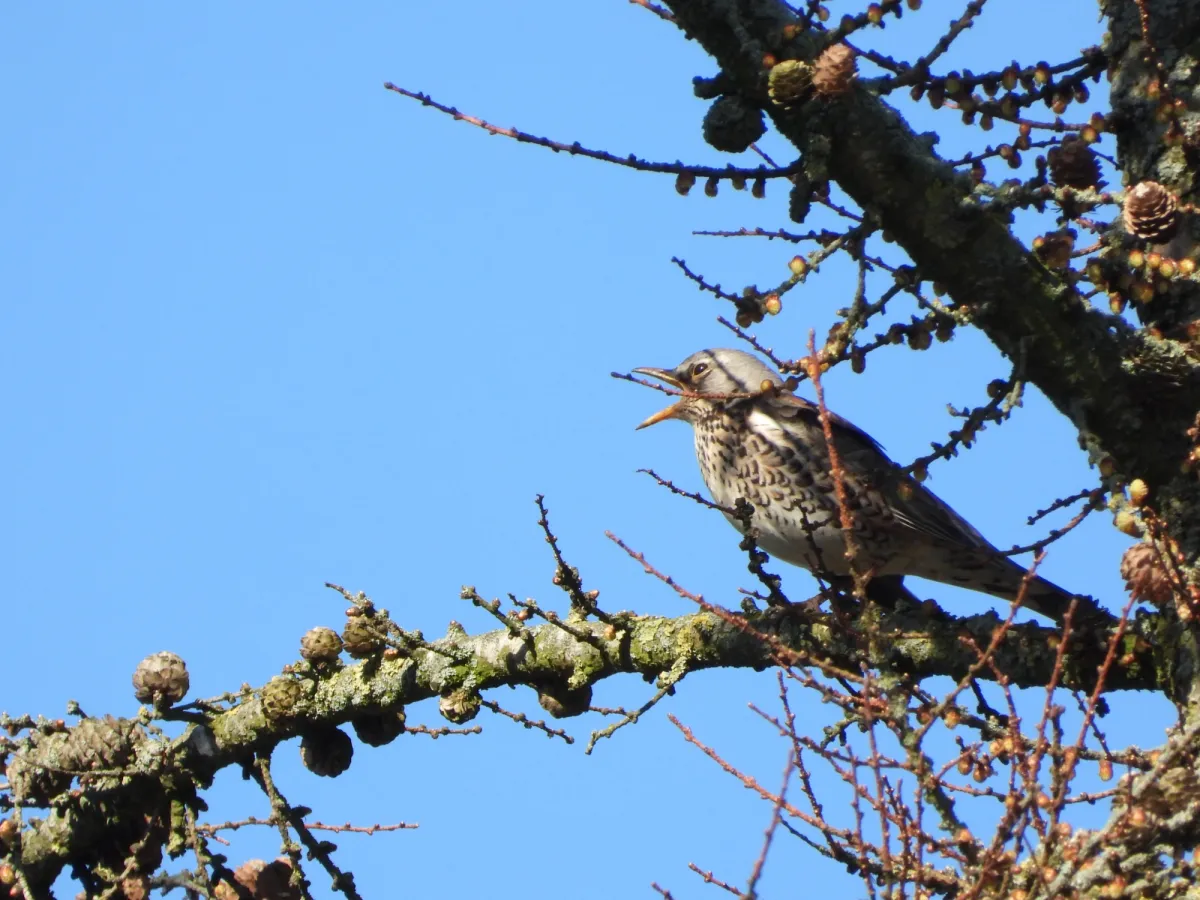 Spotted Fieldfare