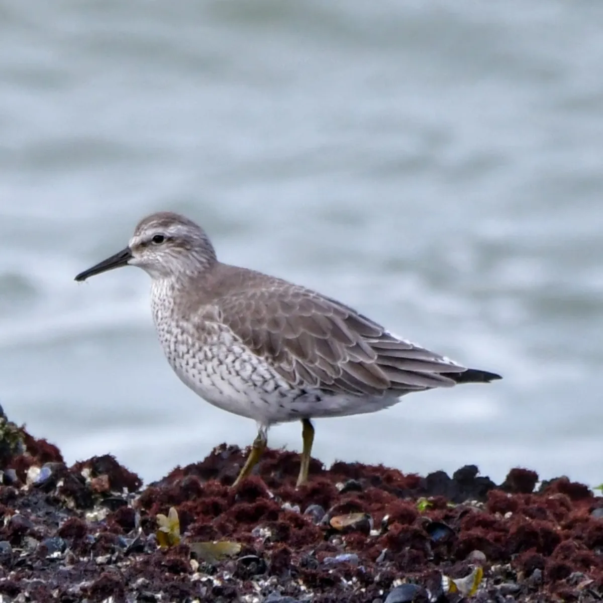 Spotted Red Knot