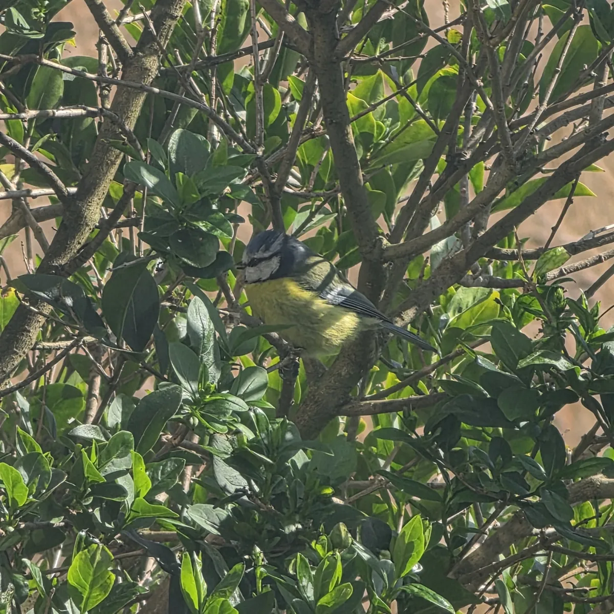 Spotted Eurasian Blue Tit