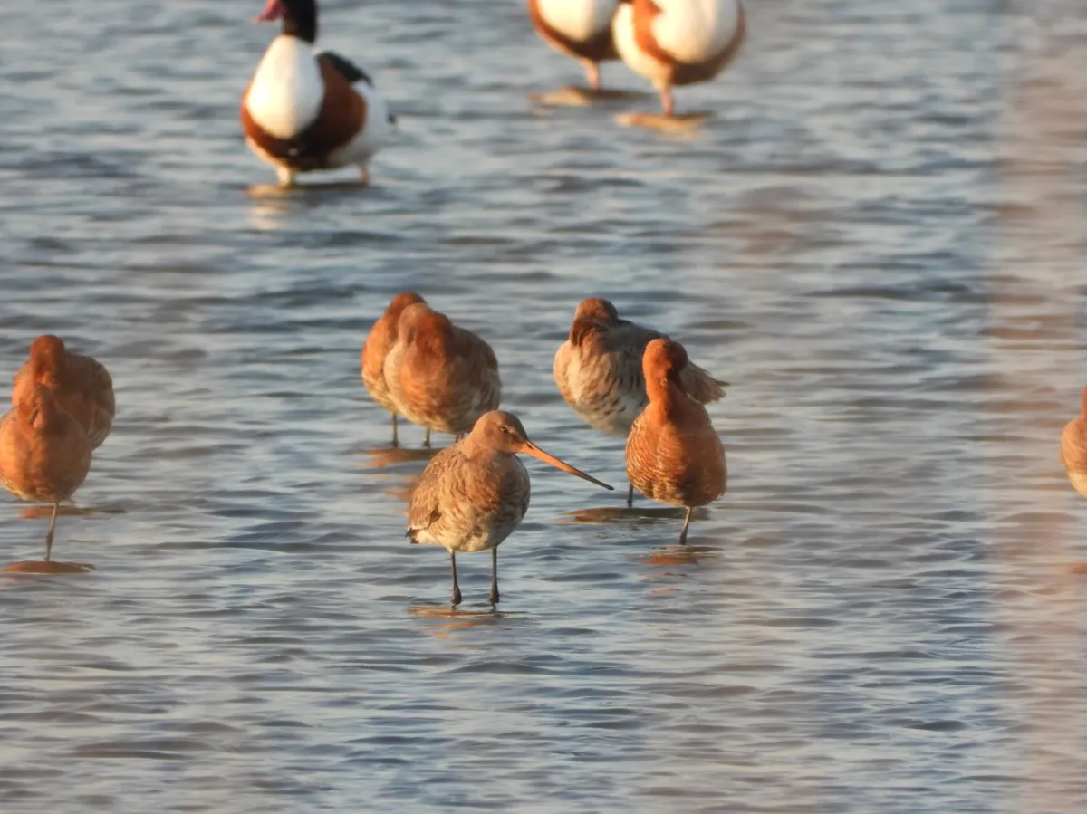Spotted Black-tailed Godwit