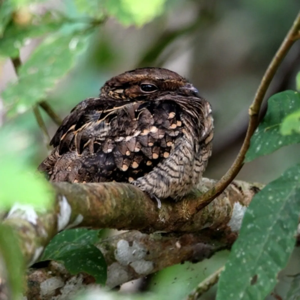 Spotted Common Pauraque