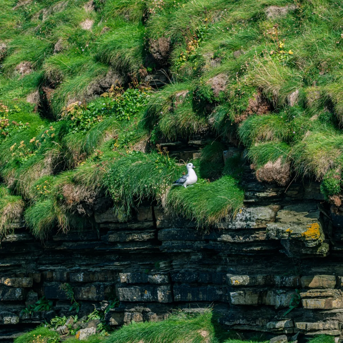 Spotted Northern Fulmar