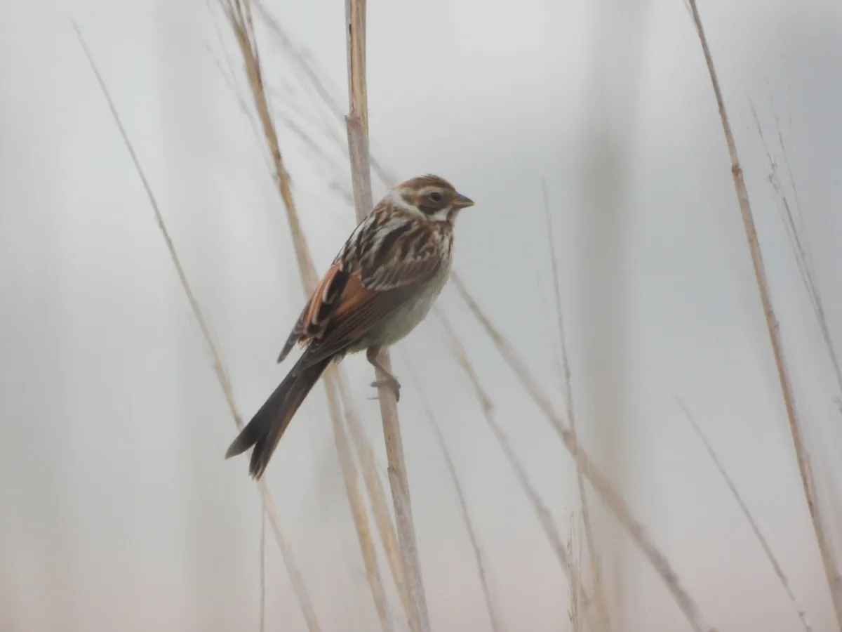 Spotted Reed Bunting