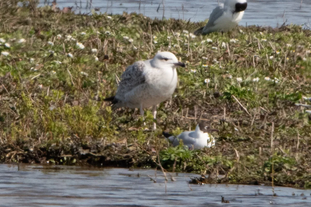 Gespotte Grote mantelmeeuw