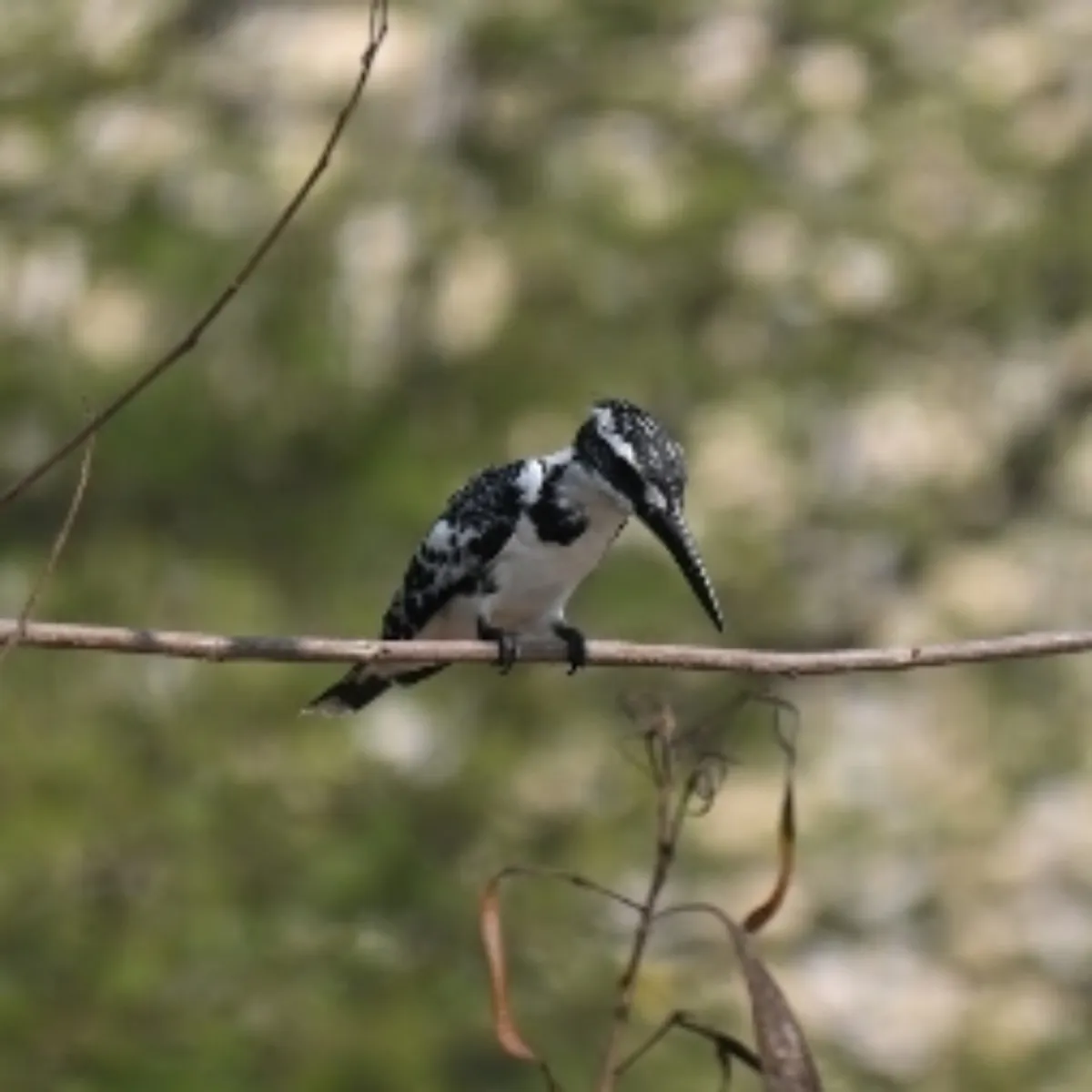 Spotted Pied Kingfisher