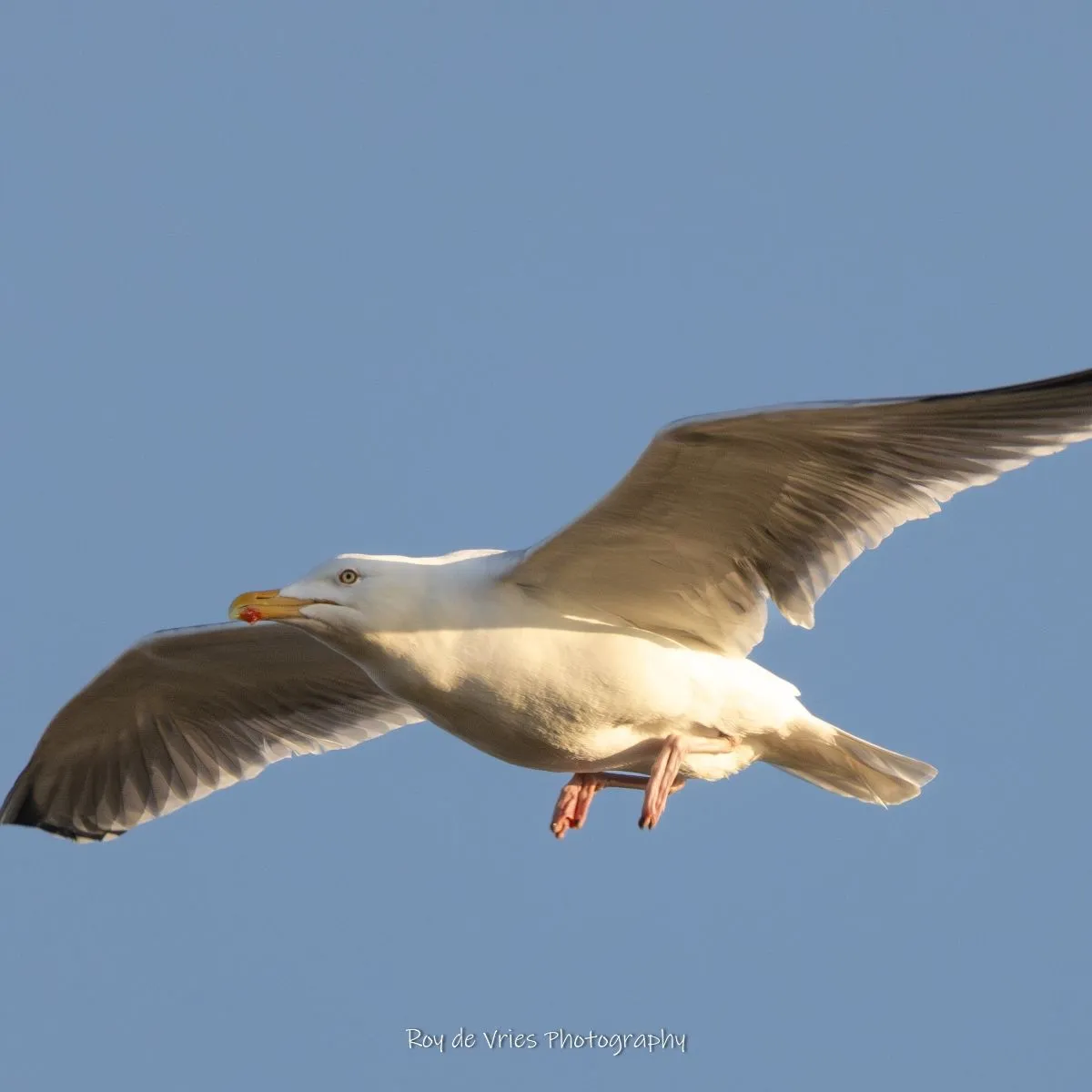 Gespotte Zilvermeeuw