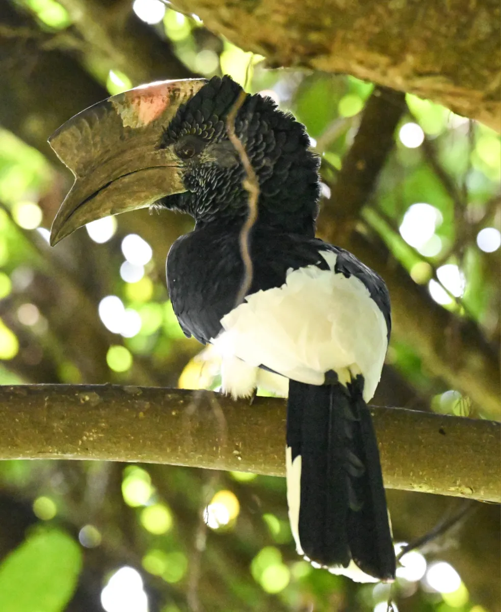 Spotted Black-and-white-casqued Hornbill