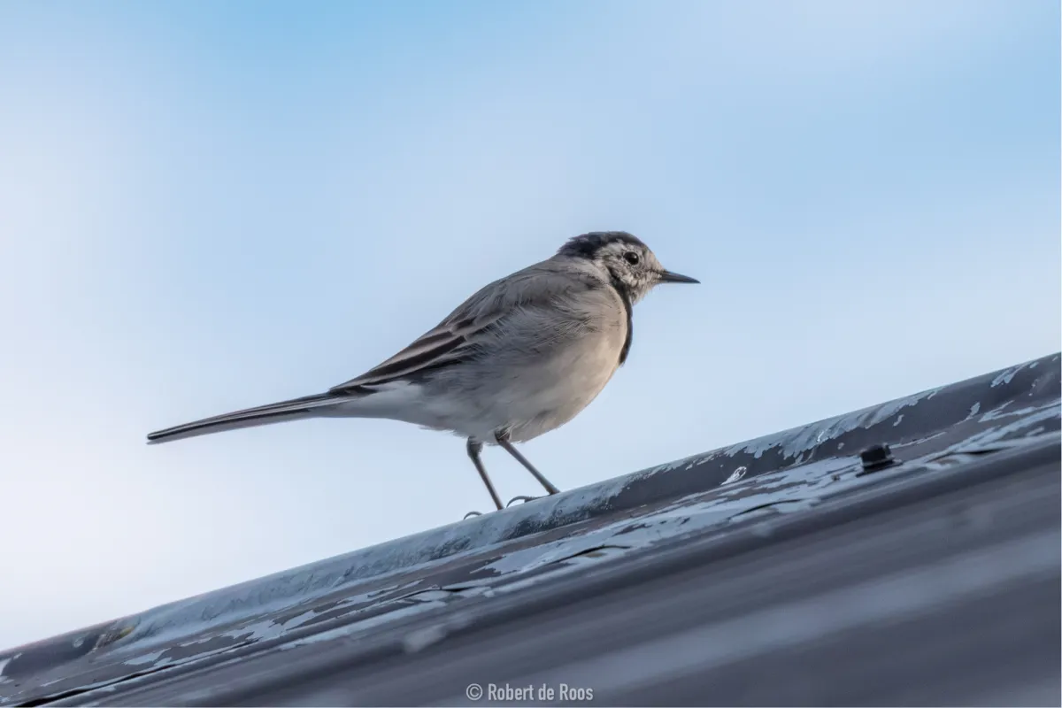 Spotted White Wagtail