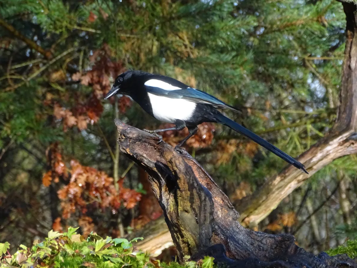 Spotted Eurasian Magpie