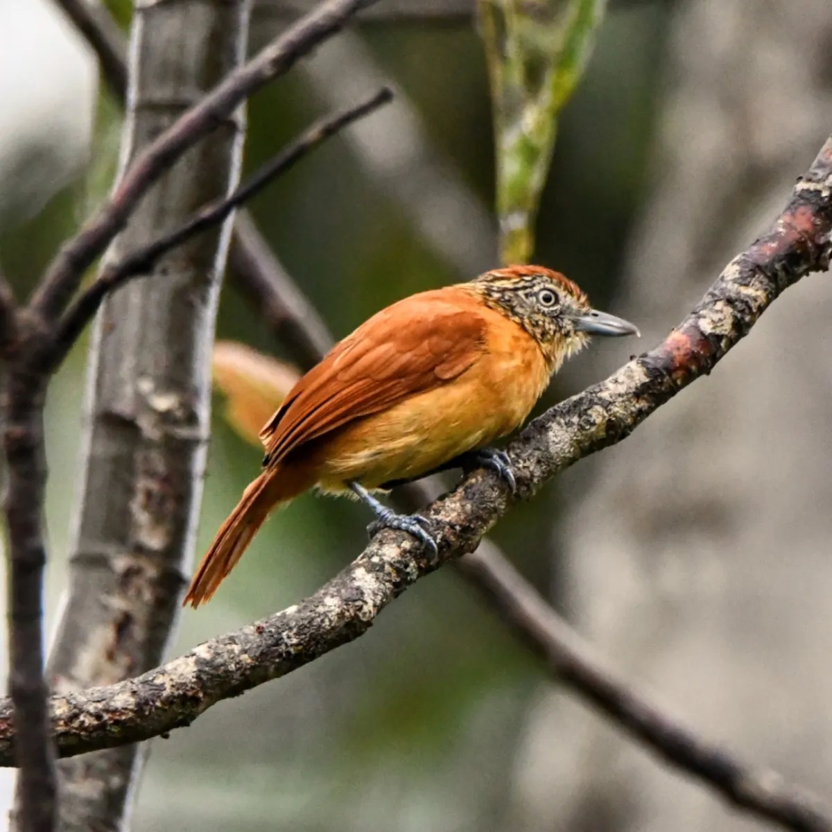 Spotted Barred Antshrike