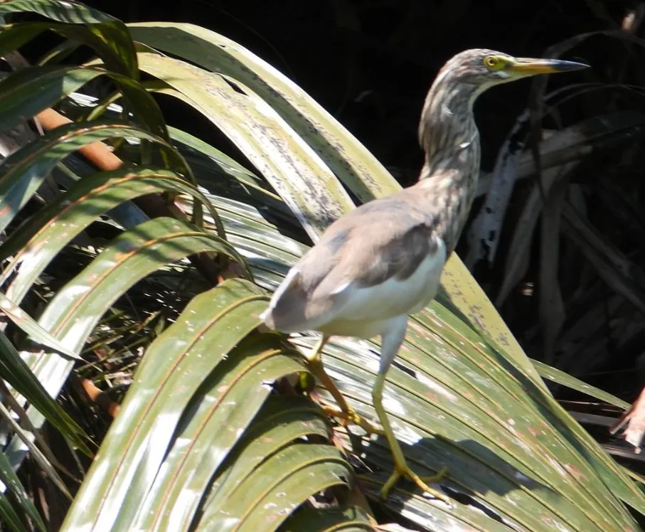 Gespotte Chinese ralreiger