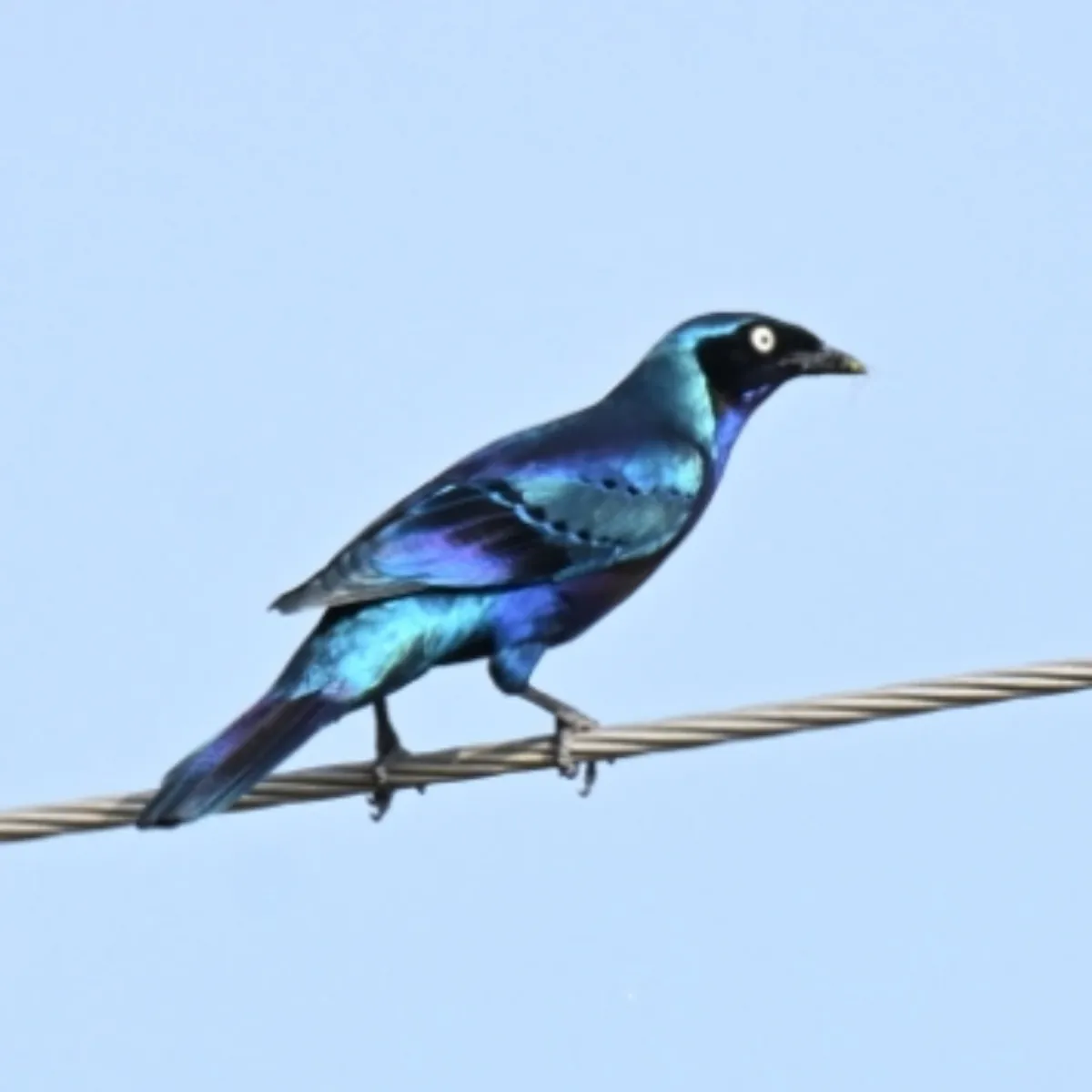 Spotted Splendid Starling