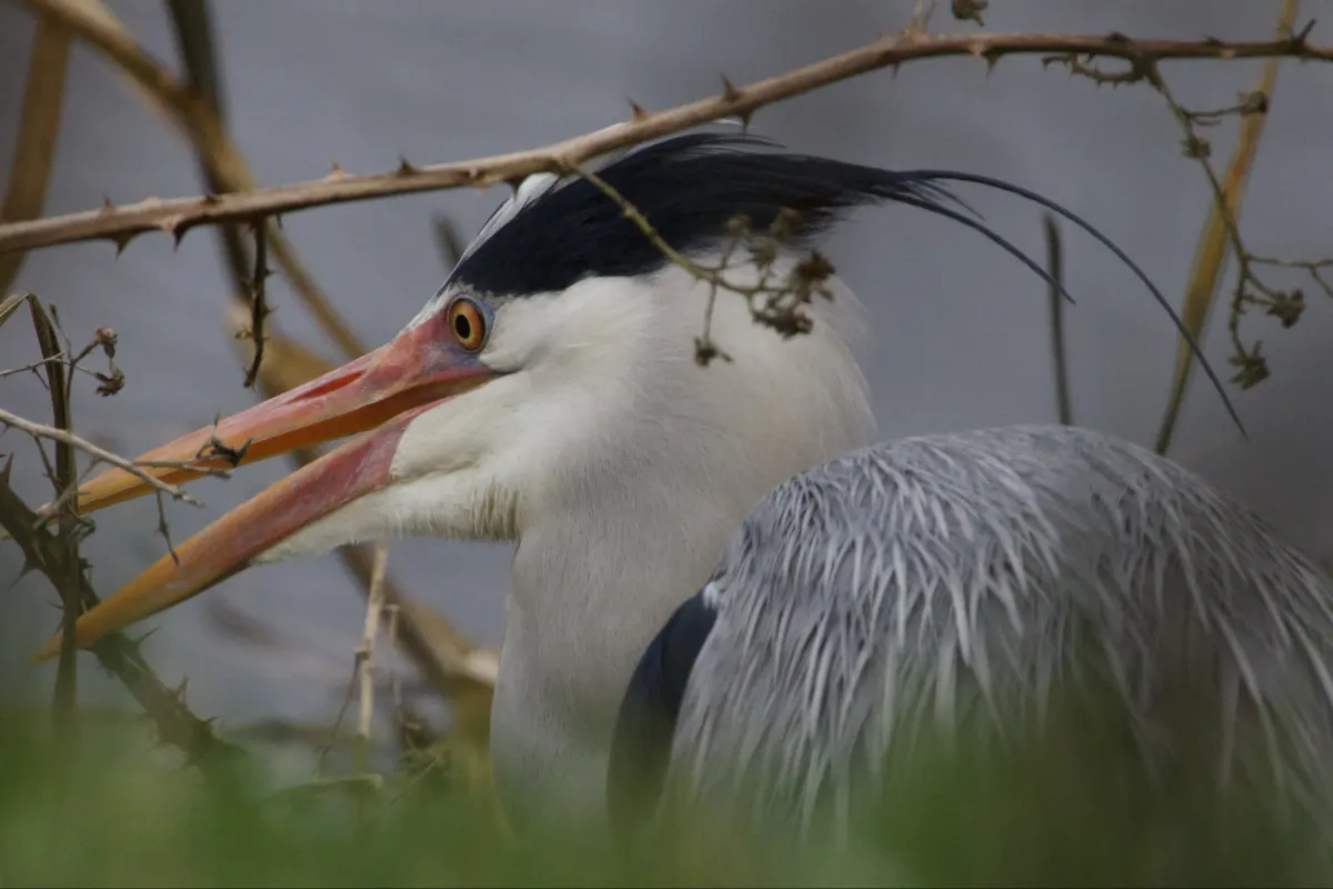 Gespotte Blauwe reiger