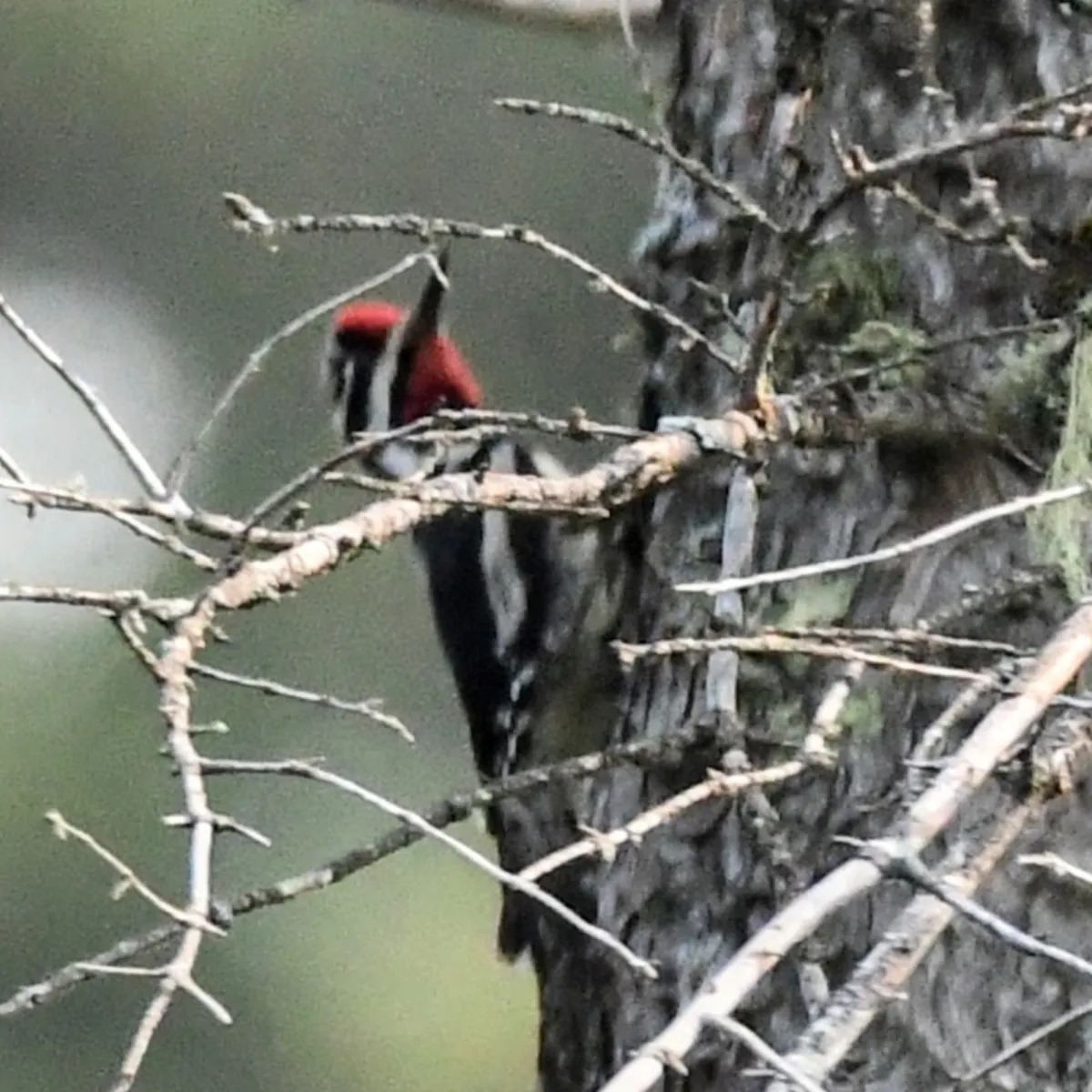 Spotted Red-naped Sapsucker