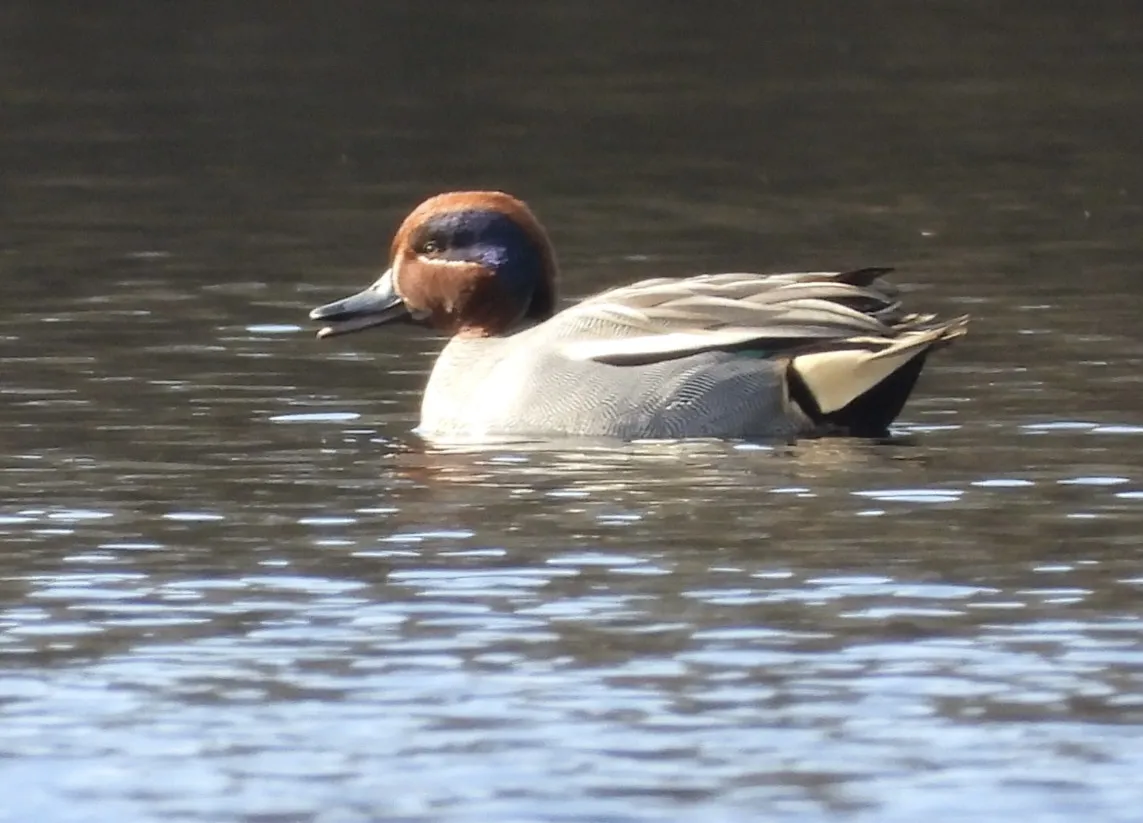 Spotted Green-winged Teal