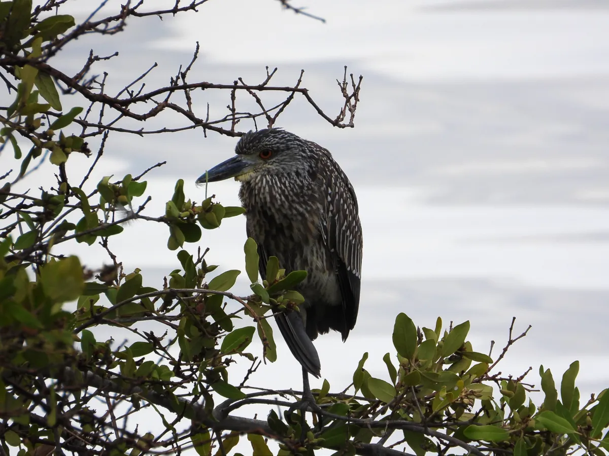 Spotted Yellow-crowned Night Heron