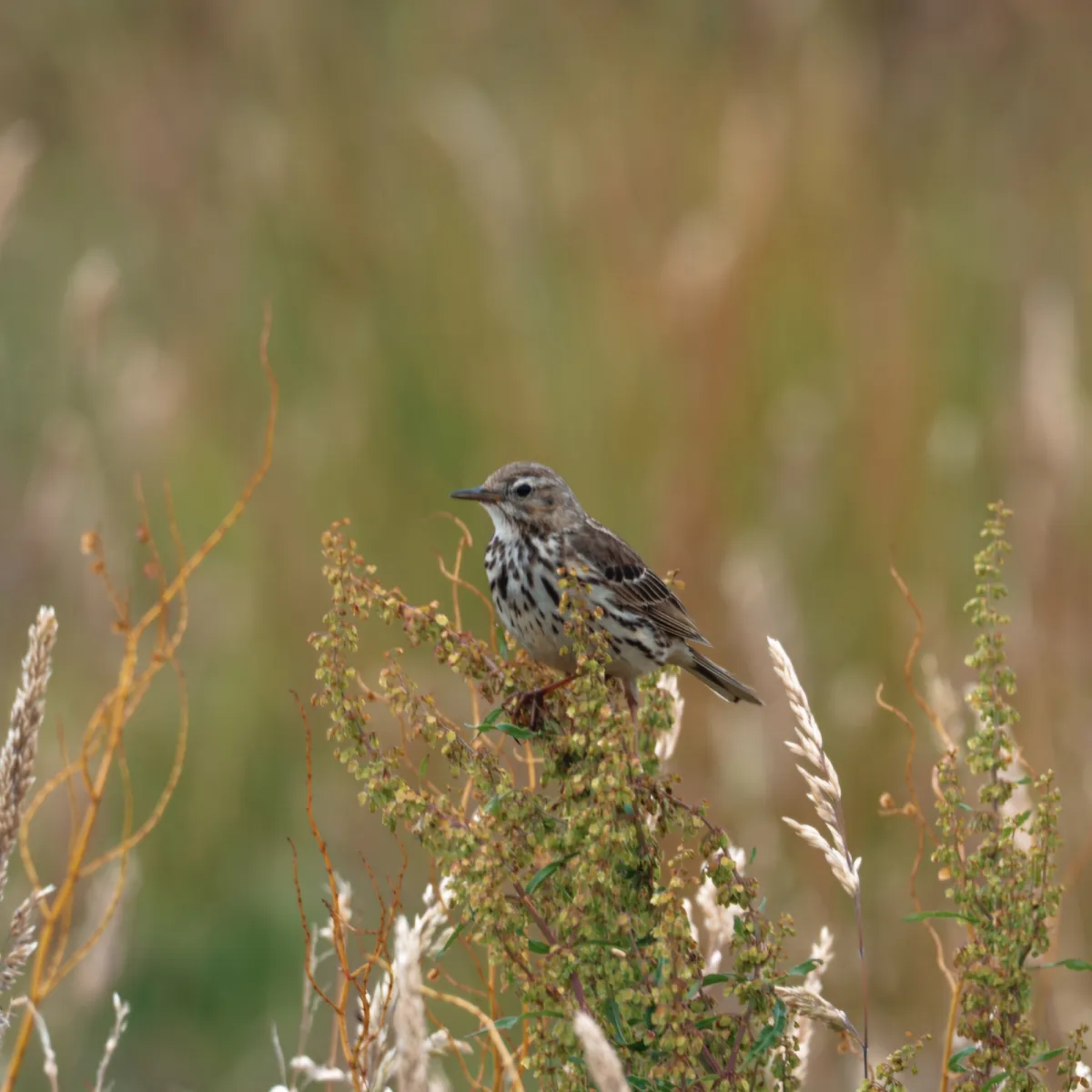 Spotted Meadow Pipit