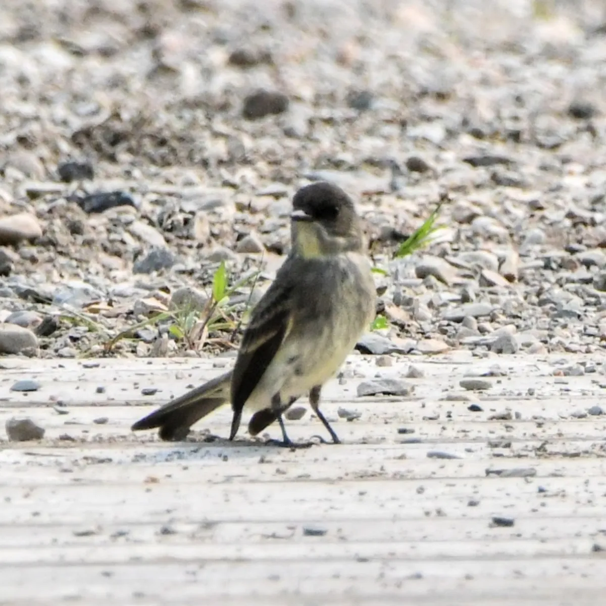 Spotted Eastern Phoebe