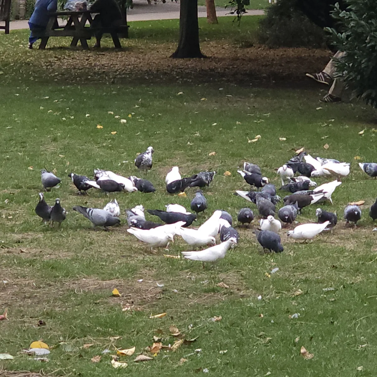 Spotted Stock Dove