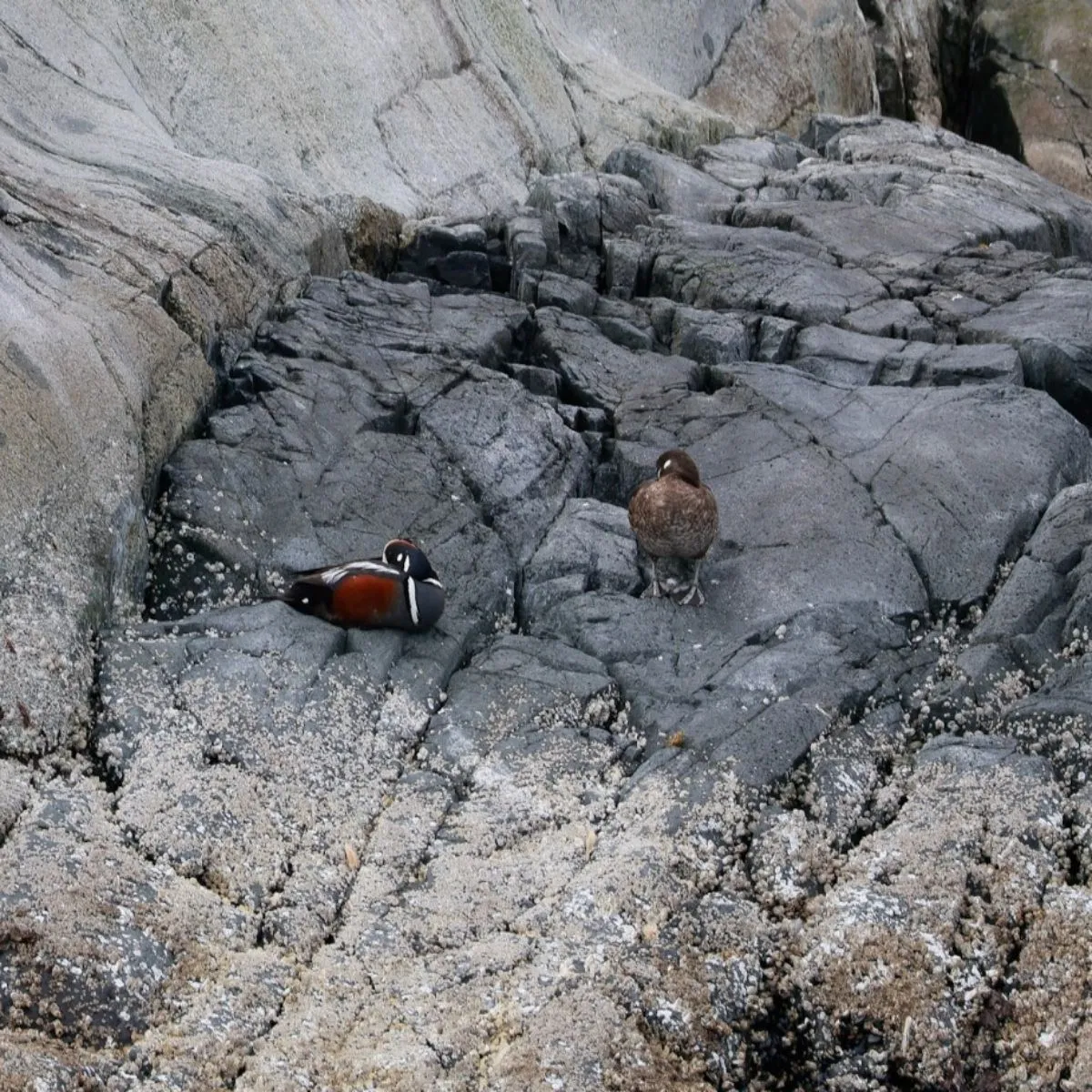 Spotted Harlequin Duck