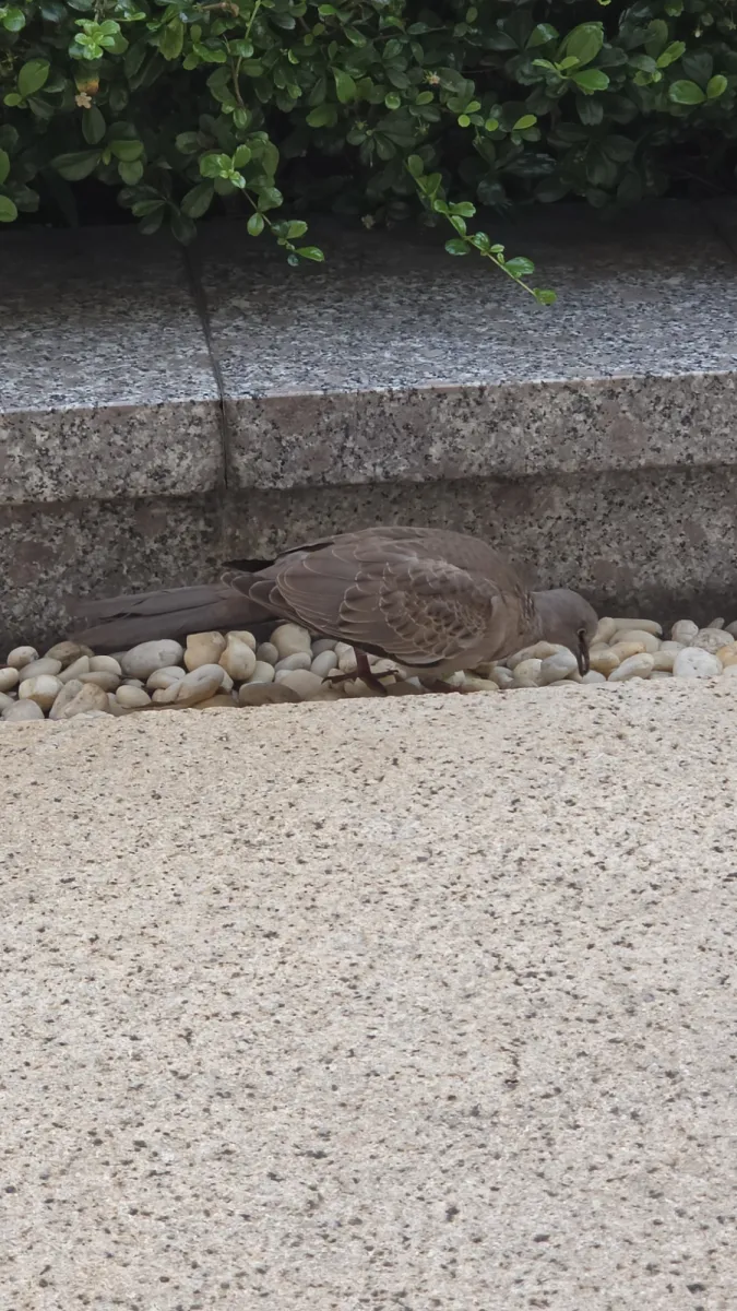 Gespotte Parelhalstortel