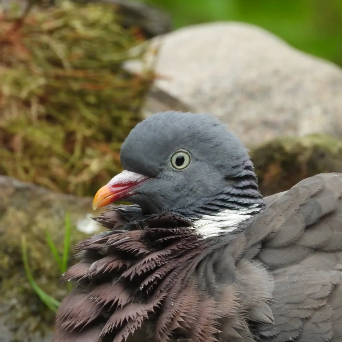 Spotted Common Wood-Pigeon