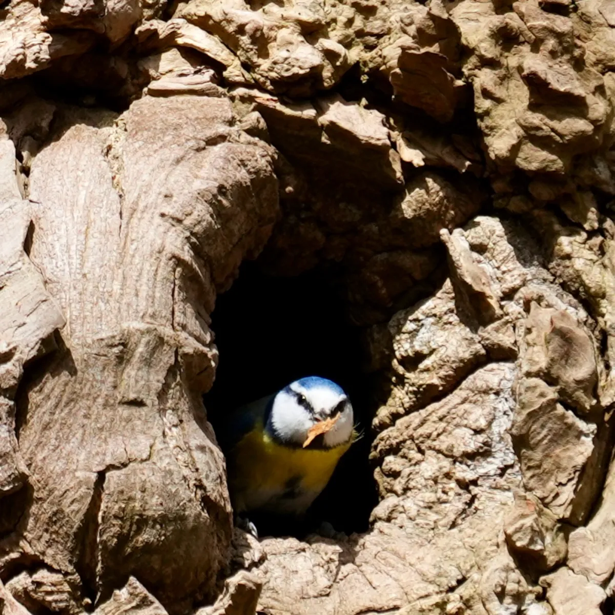 Spotted Eurasian Blue Tit