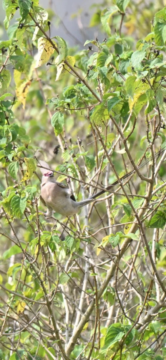 Waargenomen Blauwnekmuisvogel