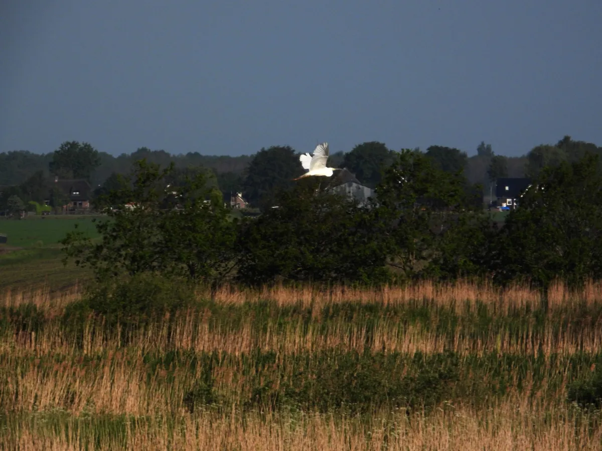 Waargenomen Grote zilverreiger