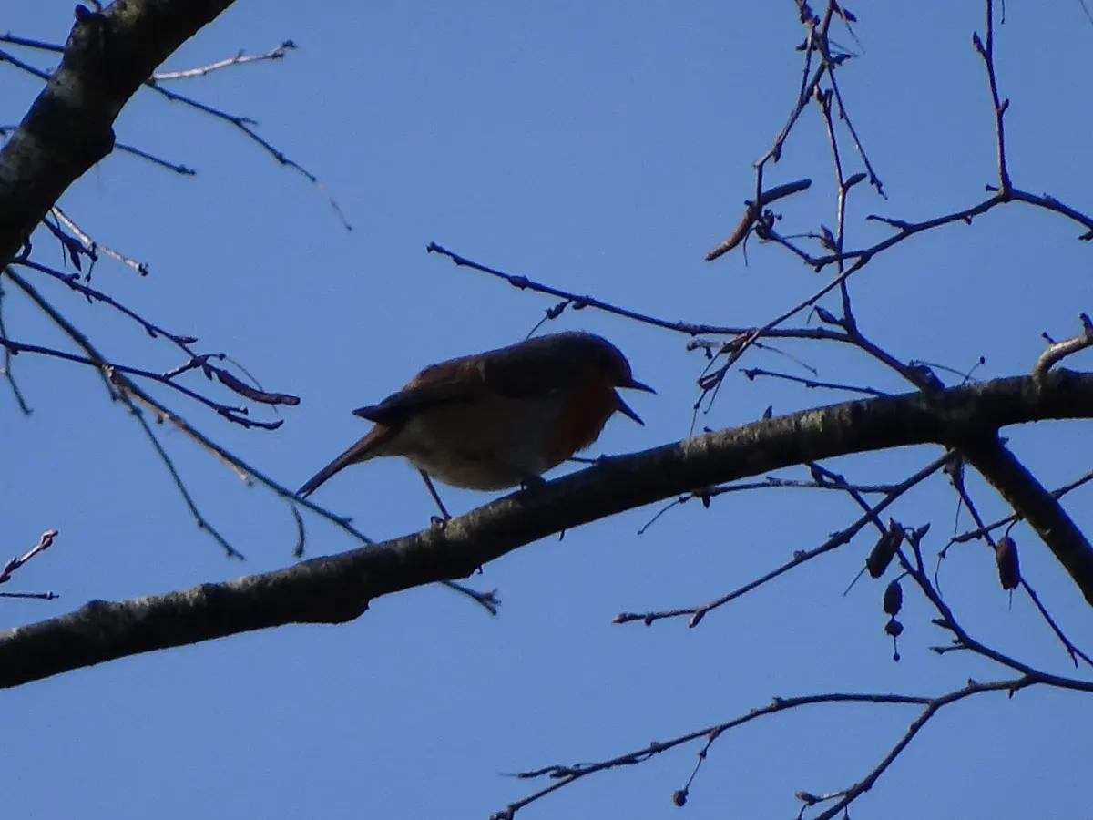 Spotted European Robin