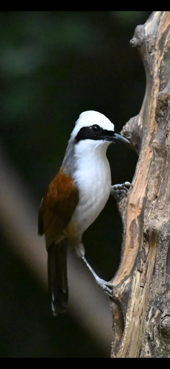 Spotted White-crested Laughingthrush