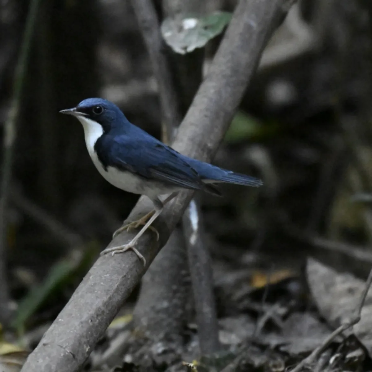 Gespotte Blauwe nachtegaal